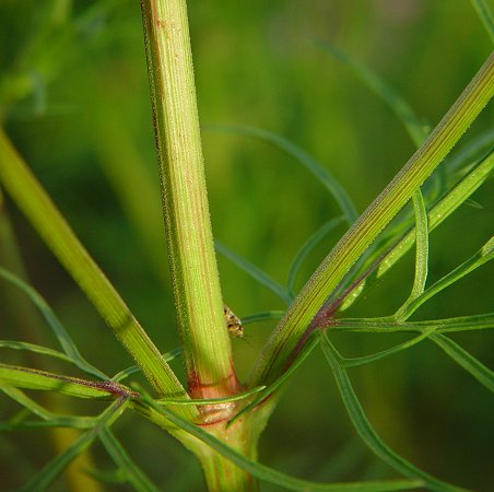 Cosmos_bipinnatus_stem.jpg