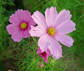 Cosmos bipinnatus thumbnail