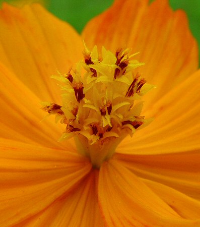 Cosmos_sulphureus_disk.jpg