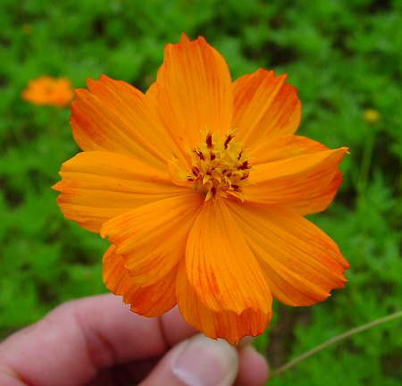 Cosmos_sulphureus_flowers.jpg