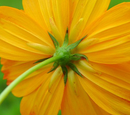 Cosmos_sulphureus_involucre.jpg