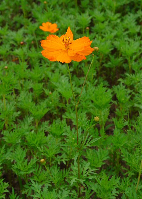 Cosmos_sulphureus_plant.jpg