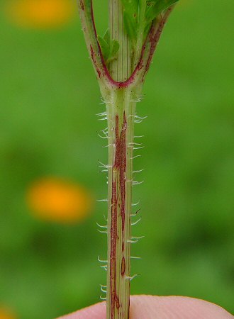 Cosmos_sulphureus_stem.jpg