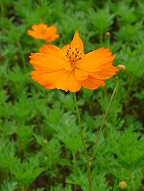 Cosmos sulphureus thumbnail