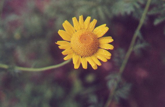 Cota_tinctoria_ssp_subtinctoria_flower.jpg