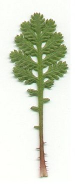 Cota_tinctoria_ssp_subtinctoria_lower_leaf.jpg