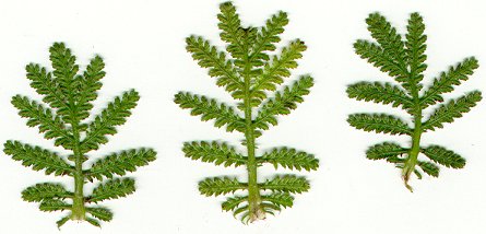 Cota_tinctoria_ssp_subtinctoria_upper_leaves.jpg