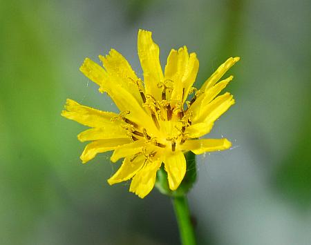 Crepis_pulchra_florets.jpg