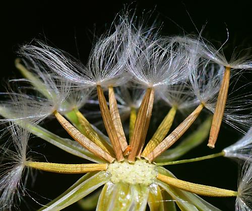 Crepis_pulchra_fruits.jpg