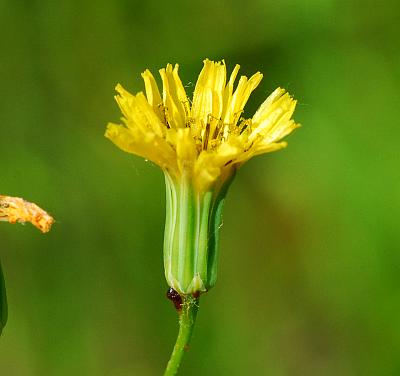 Crepis_pulchra_head.jpg