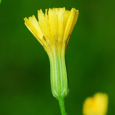 Crepis_pulchra_involucre.jpg