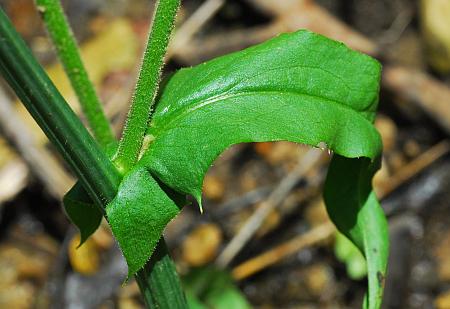 Crepis_pulchra_leaf.jpg