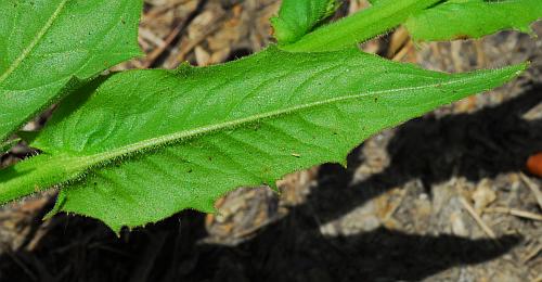 Crepis_pulchra_leaf2.jpg