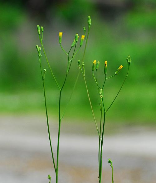 Crepis_pulchra_plant.jpg