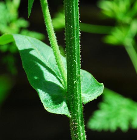 Crepis_pulchra_stem.jpg