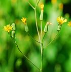 Crepis pulchra thumbnail