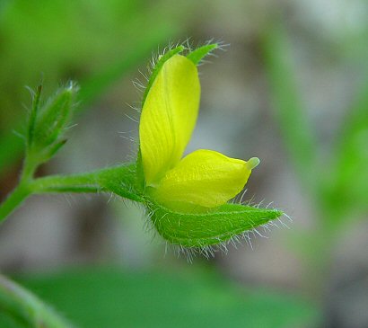 Crotalaria_sagittalis_flower.jpg