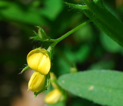 Crotalaria_sagittalis_flower1.jpg