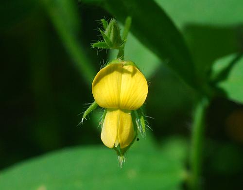 Crotalaria_sagittalis_flower2.jpg