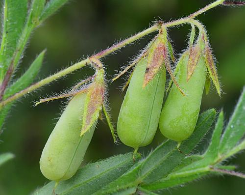 Crotalaria_sagittalis_fruits1.jpg