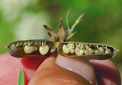 Crotalaria_sagittalis_fruits2.jpg