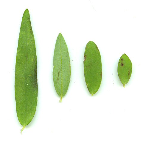 Crotalaria_sagittalis_leaves.jpg