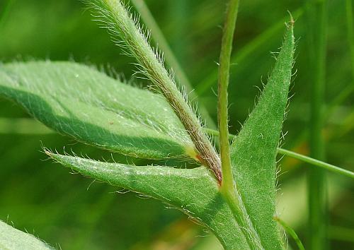 Crotalaria_sagittalis_stipule1.jpg