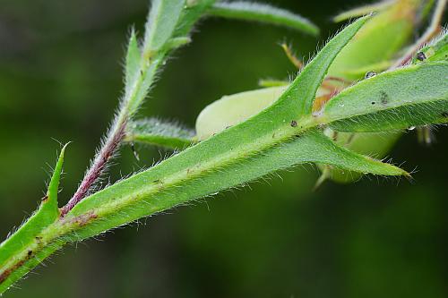 Crotalaria_sagittalis_stipule2.jpg