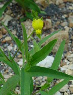 Crotalaria sagittalis thumbnail