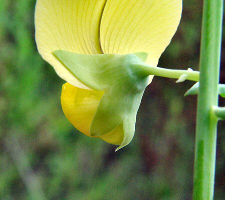 Crotalaria_spectabilis_calyx.jpg