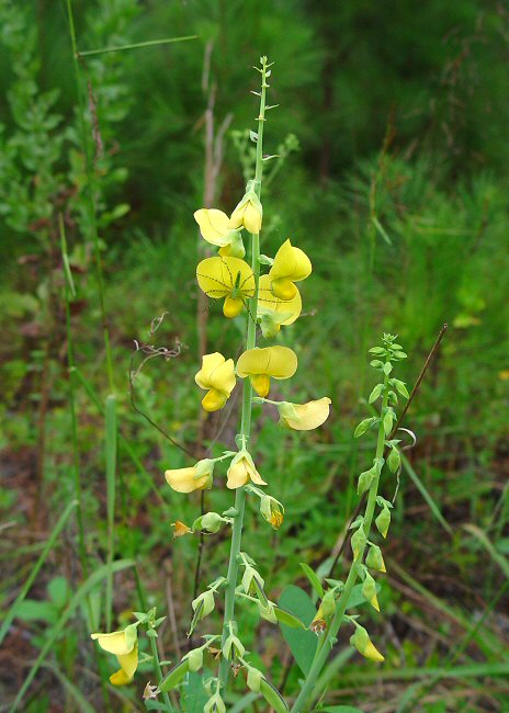 Crotalaria_spectabilis_plant.jpg