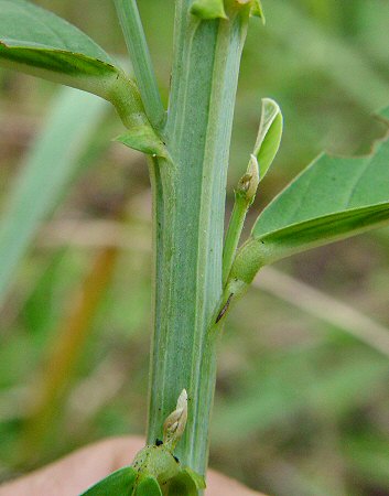 Crotalaria_spectabilis_stem.jpg