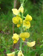 Crotalaria spectabilis thumbnail