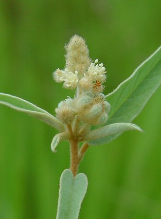 Croton_capitatus_inflorescence.jpg