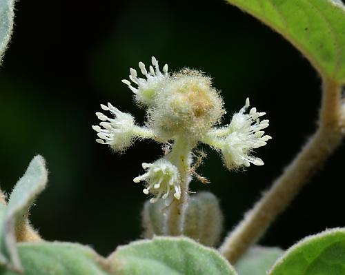 Croton_capitatus_inflorescence1.jpg