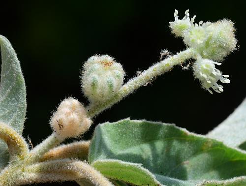 Croton_capitatus_inflorescence2.jpg