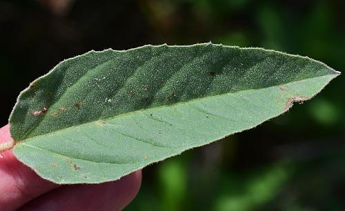 Croton_capitatus_leaf1.jpg
