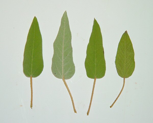Croton_capitatus_leaves.jpg