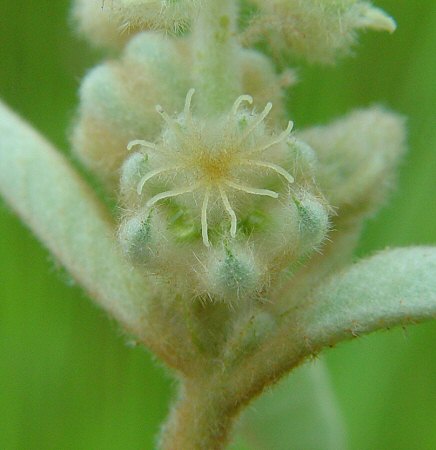 Croton_capitatus_pistillate_flowers.jpg