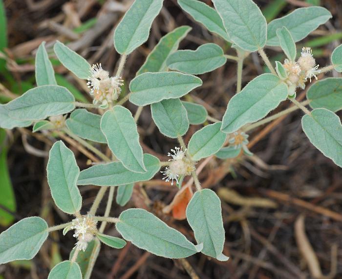 Croton_capitatus_plant.jpg