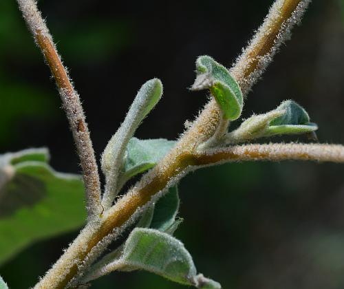 Croton_capitatus_stem1.jpg