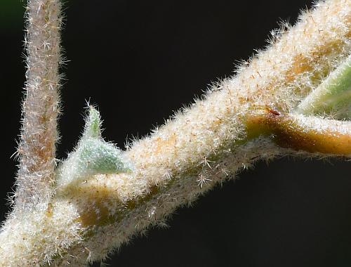 Croton_capitatus_stem2.jpg