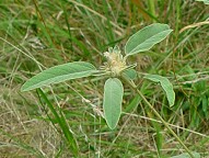 Croton capitatus thumbnail