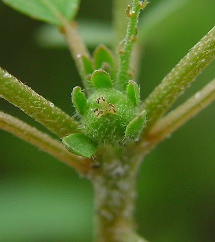 Croton_glandulosus_capsule.jpg