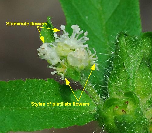 Croton_glandulosus_inflorescence.jpg