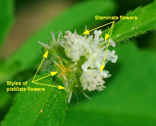 Croton_glandulosus_inflorescence1.jpg