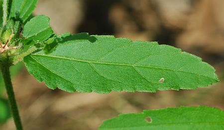 Croton_glandulosus_leaf1.jpg