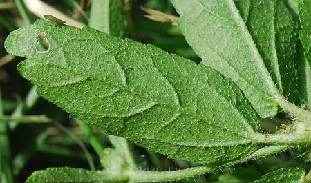 Croton_glandulosus_leaf2.jpg
