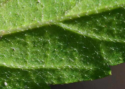 Croton_glandulosus_leaf2a.jpg