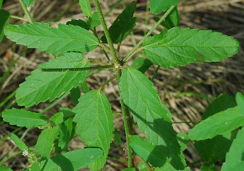 Croton_glandulosus_leaves.jpg